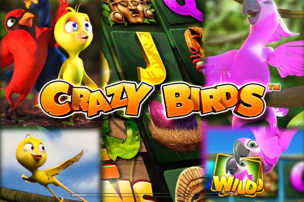 crazy birds
